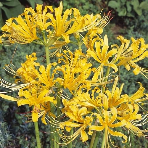 Yellow Lycoris Radiata Flower Seeds