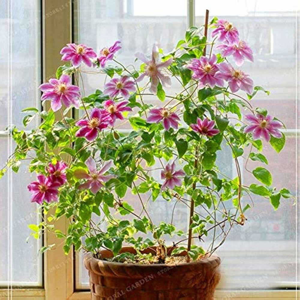 Clematis Flower Mix Diy Home Garden Bonsai Beauty Projects Flower Seeds