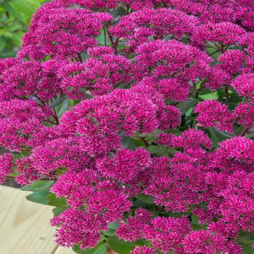 Sedum Flower Seeds