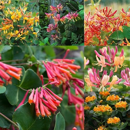 Mixed Honeysuckle Flower Seeds