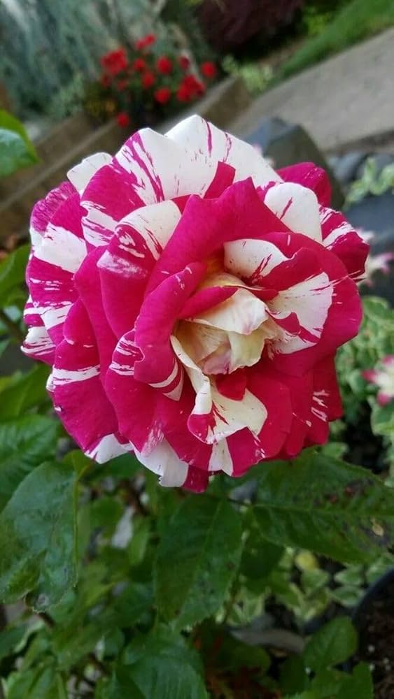 Purple Osiria Rose