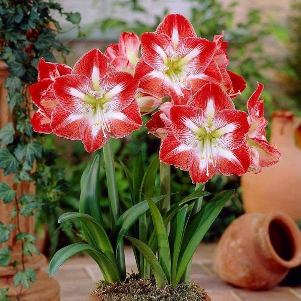 Hellgelb Amaryllis Stunning Large Flowers In A Variety Of Colors Flower Seeds