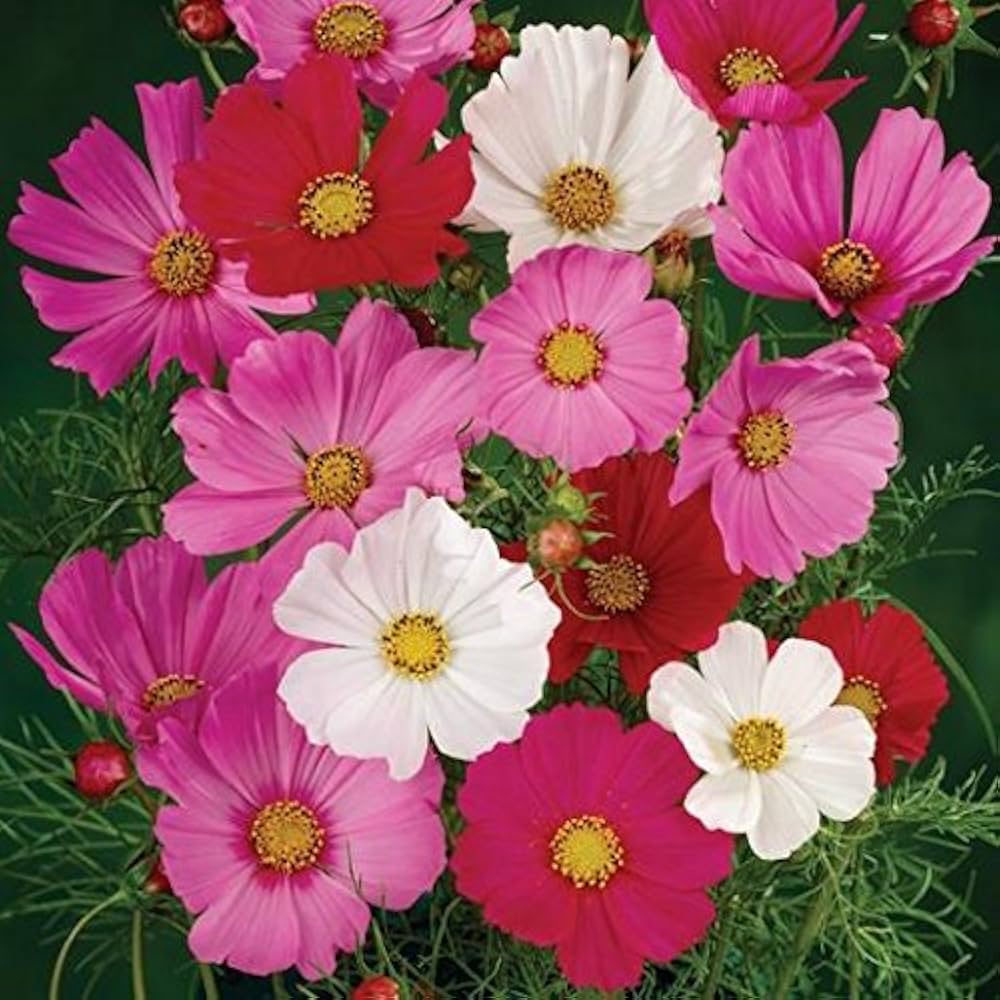 Cosmo Sensation Flower Mix Non Gmo