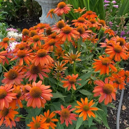 coneflower Seeds