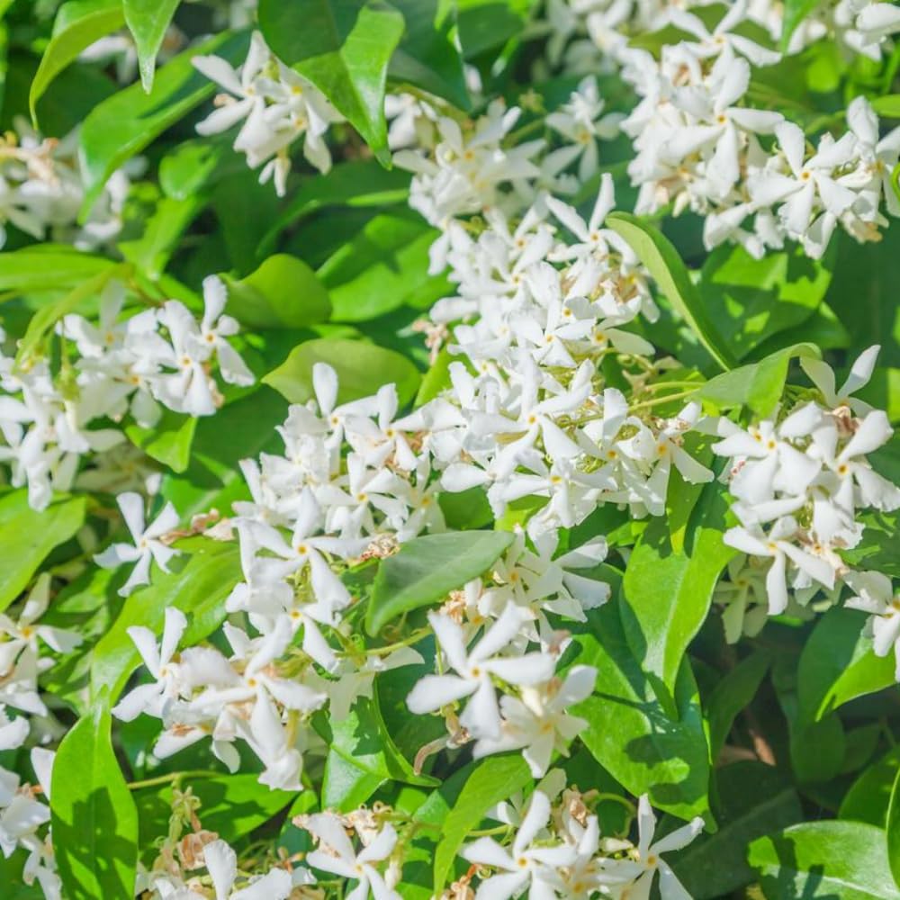 White Climbing Jasmine Flower Seeds