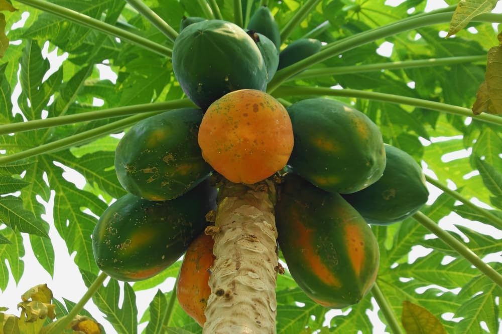 papaya carica tropical gardens edible landscapes Fruit