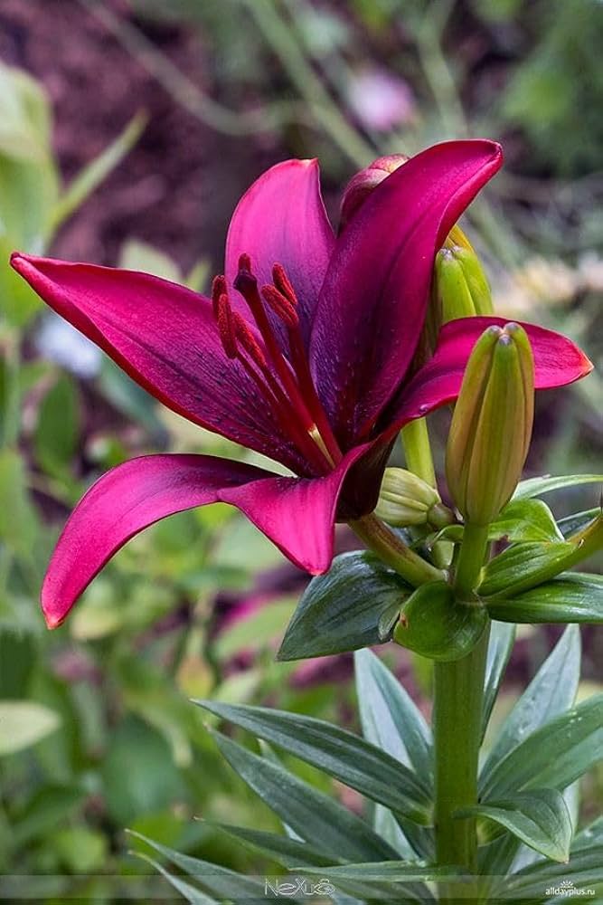 Pink Lilium Flower Fresh