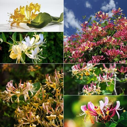 Mixed Honeysuckle Flower Seeds Heirloom Non-GMO High Germination Organic Garden Seeds for Colorful Climbing Blooms - Hei
