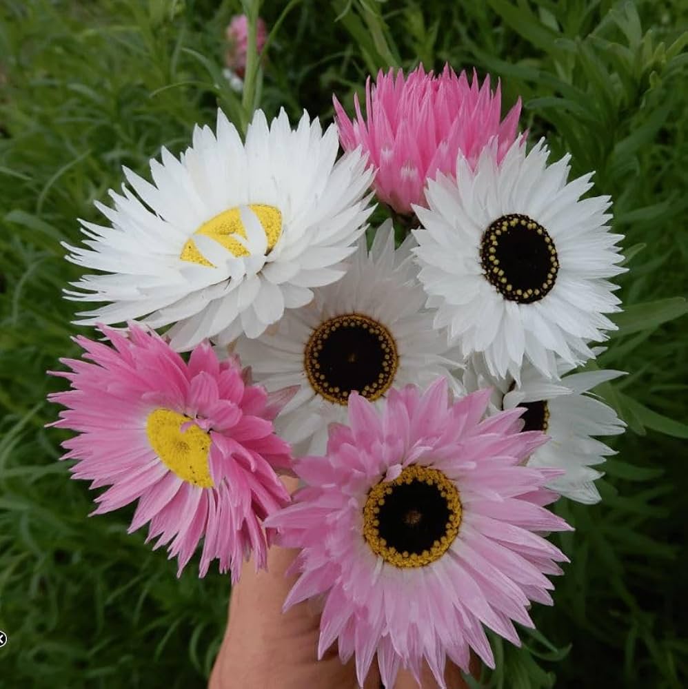 Acroclinium Flower Seeds