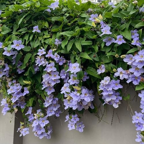 Thunbergia Flower Seeds