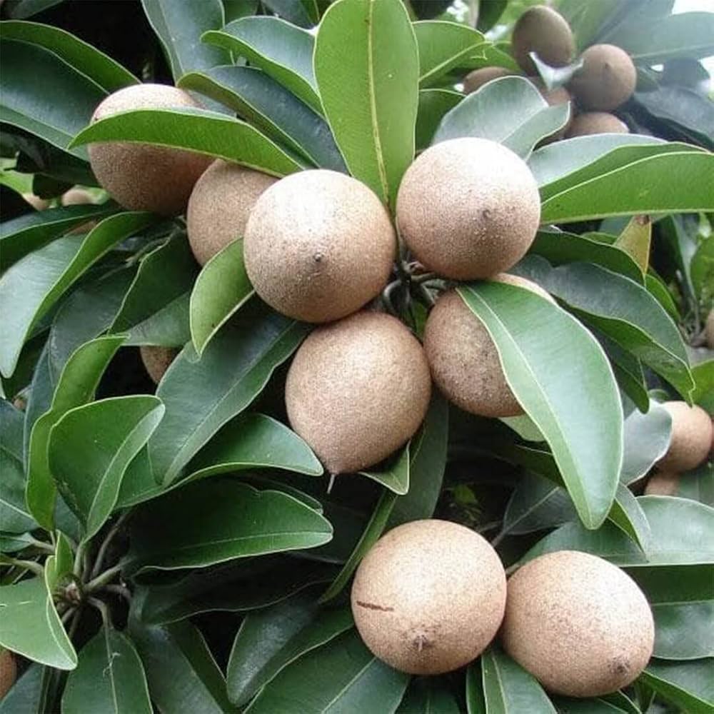 fruit various species ideal edible gardening seeds