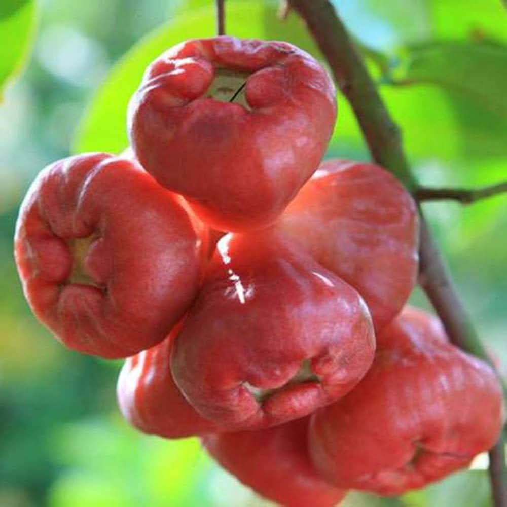 Rose Apple Or Water Fruit Growing Nutritious And Sweet Trees For Home Fruit Seeds