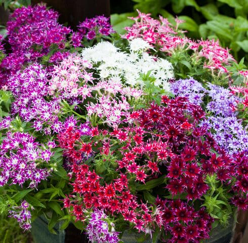 Mixed Phlox Drumondii Flower Seeds