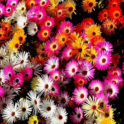 Mixed Mesembryanthemum Flower Seeds. Heirloom Non GMO High Germination Organic Garden Seeds