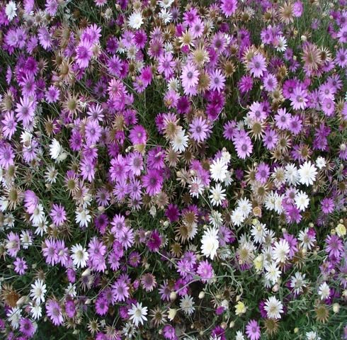 White Purple Xeranthemum Flower Seeds