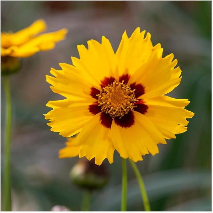 largeflower tickseed wildflower for bright cheerful flowers