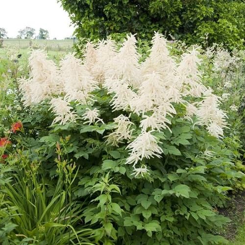 Aruncus Dioicus Flower Seeds