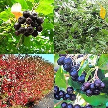 Aronia Melanocarpa Fruit Nutrient Dense Superfoods Fruit Seeds