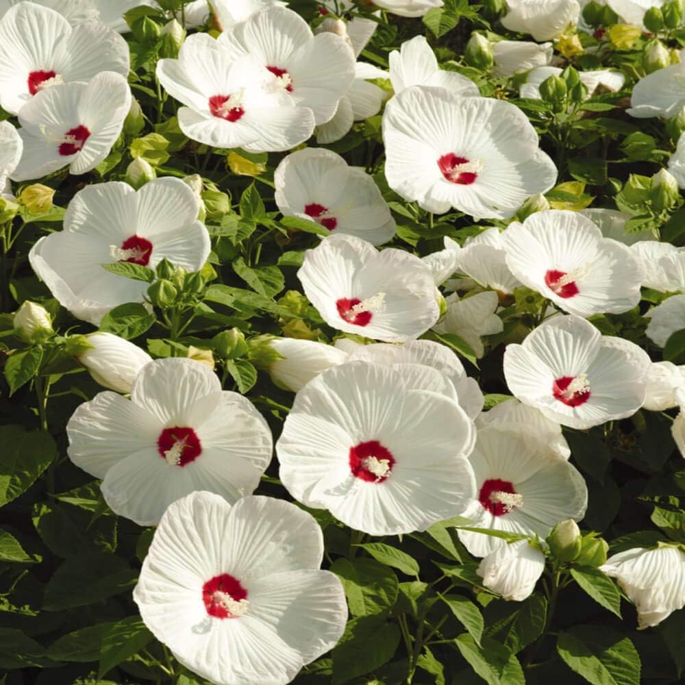 Hardy Luna Rosa Strudel Hibiscus Huge Flower Giant Hibiscus Plants Flower Seeds