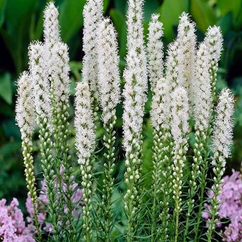 Liatris Flower Seeds