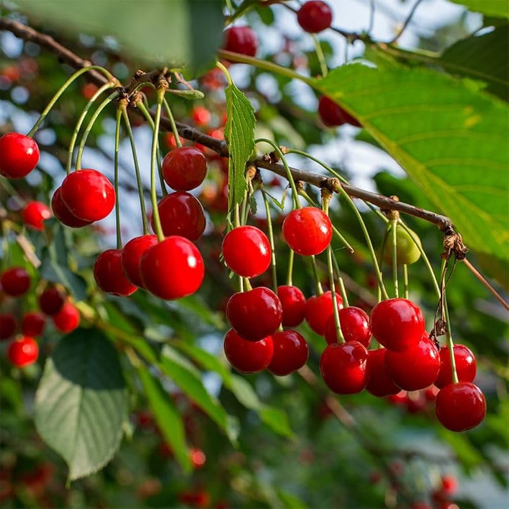 rainier sour cherry fruit for planting perfect growing your own sweet and tart cherries Fruit seeds