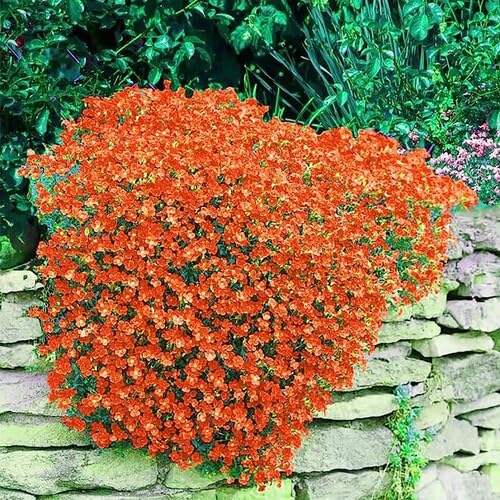 Orange Creeping Thyme Flower Seeds
