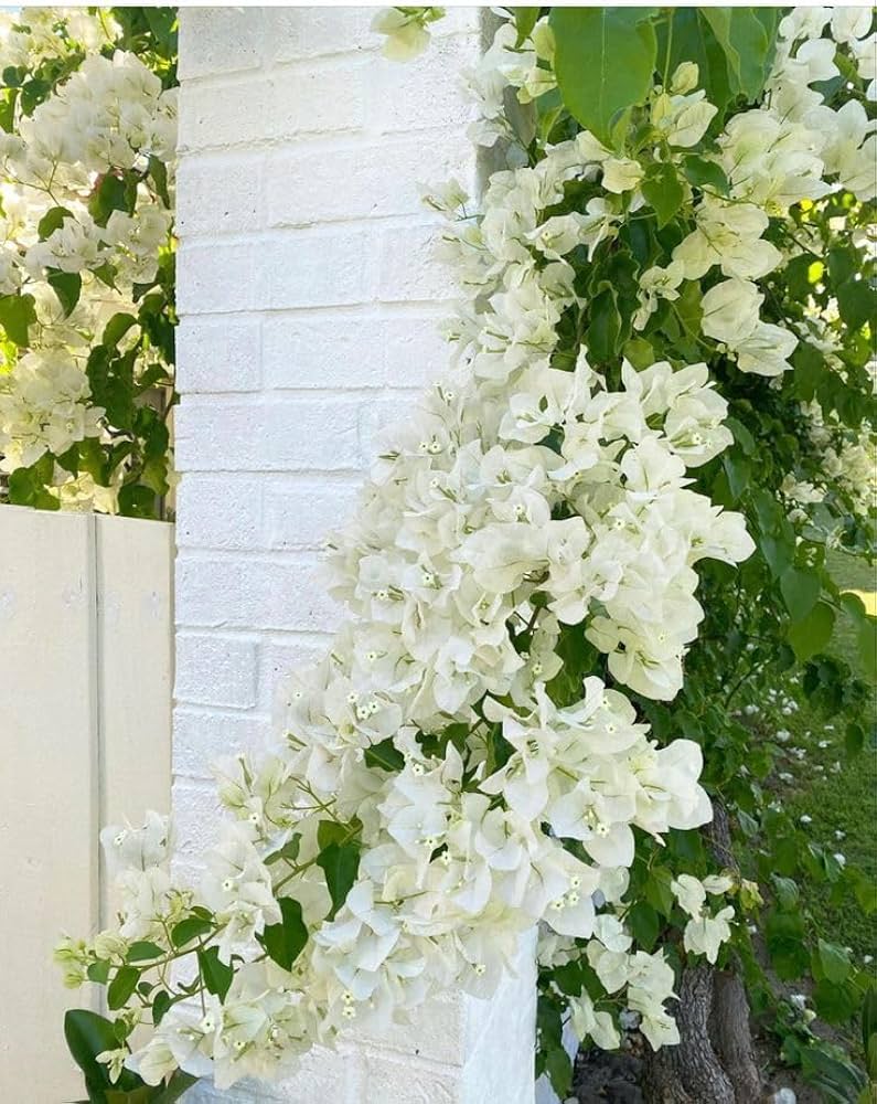 White Climbing Bougainvillea Flower Seeds - Heirloom Non GMO Flower Seeds, High Germination Organic Garden Planting Seed