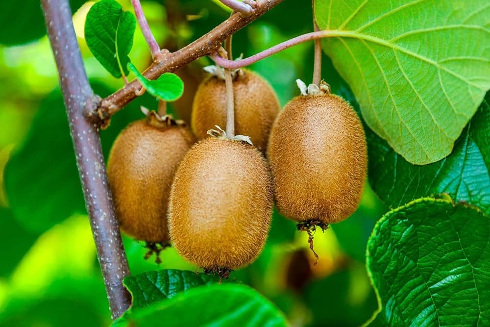 Kiwi Fruit Seeds
