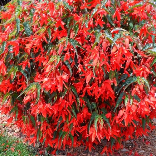 Red Begonia Boliviensis Flower Seeds