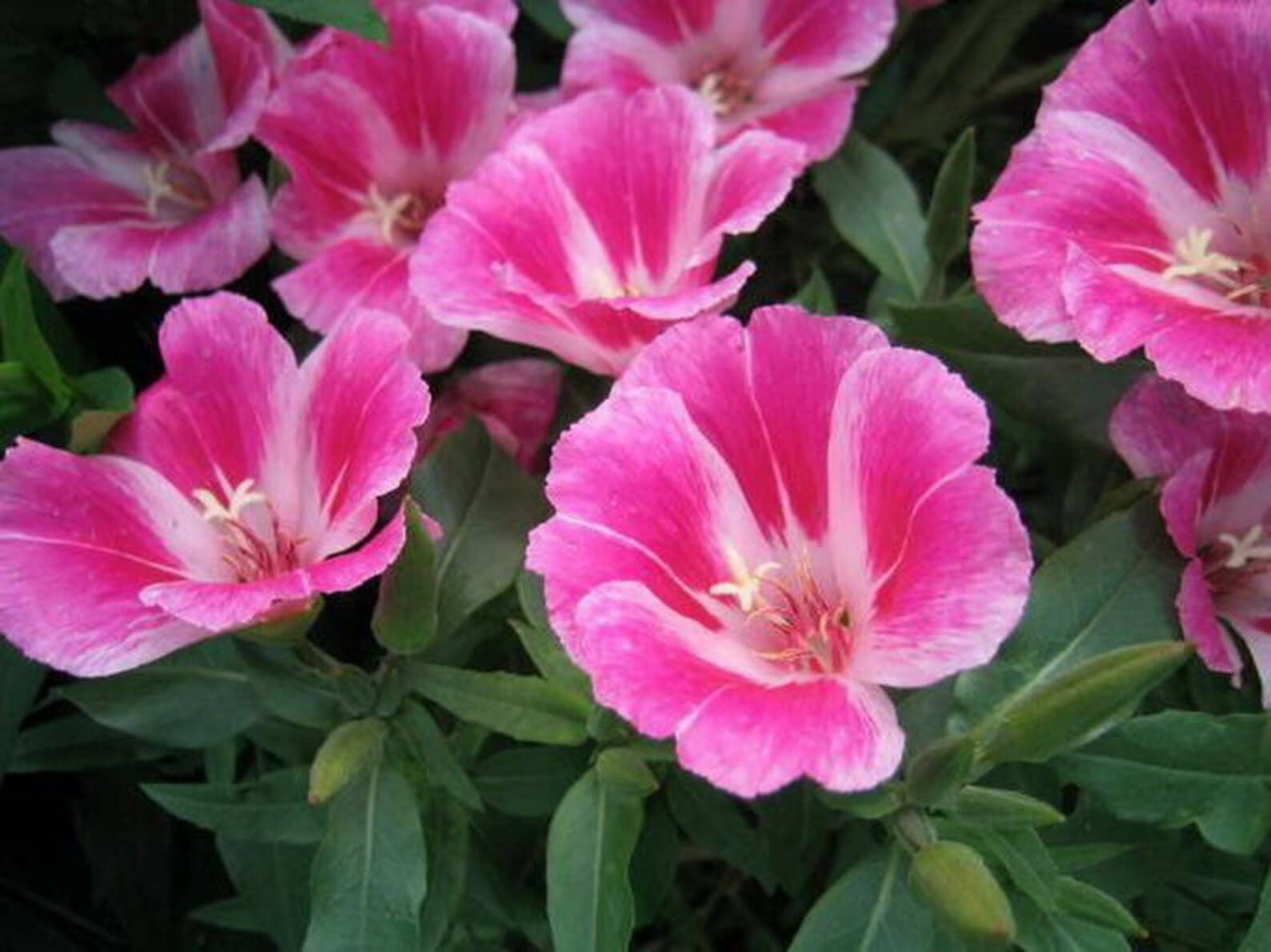 Godetia Double Azalea Mix Clarkia Amoena