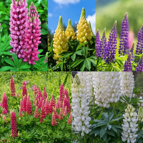 Lupine Flower Seeds Mixed Easy Grow Blossoms for Home Garden Decoration Heirloom Non-GMO High Germination - Heirloom