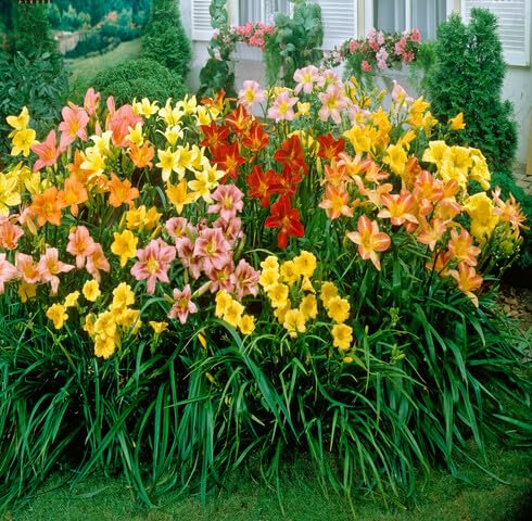 Mixed Hemerocallis Flower Seeds