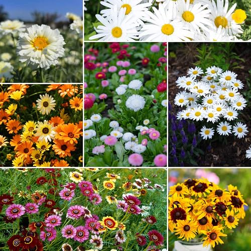Mixed Marguerite Flower Seeds
