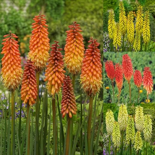 Mixed kniphia uvaria Flower Seeds Heirloom Non GMO High Germination Organic Garden Seeds for - Heirloom Non GMO High Ger