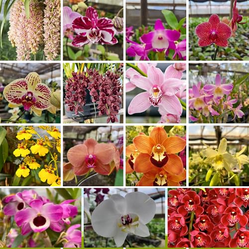Mixed Climbing Orchid Flower Seeds
