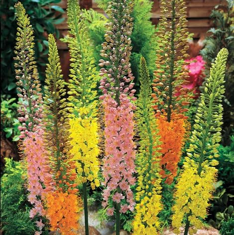 Mixed eremurus Flower Seeds