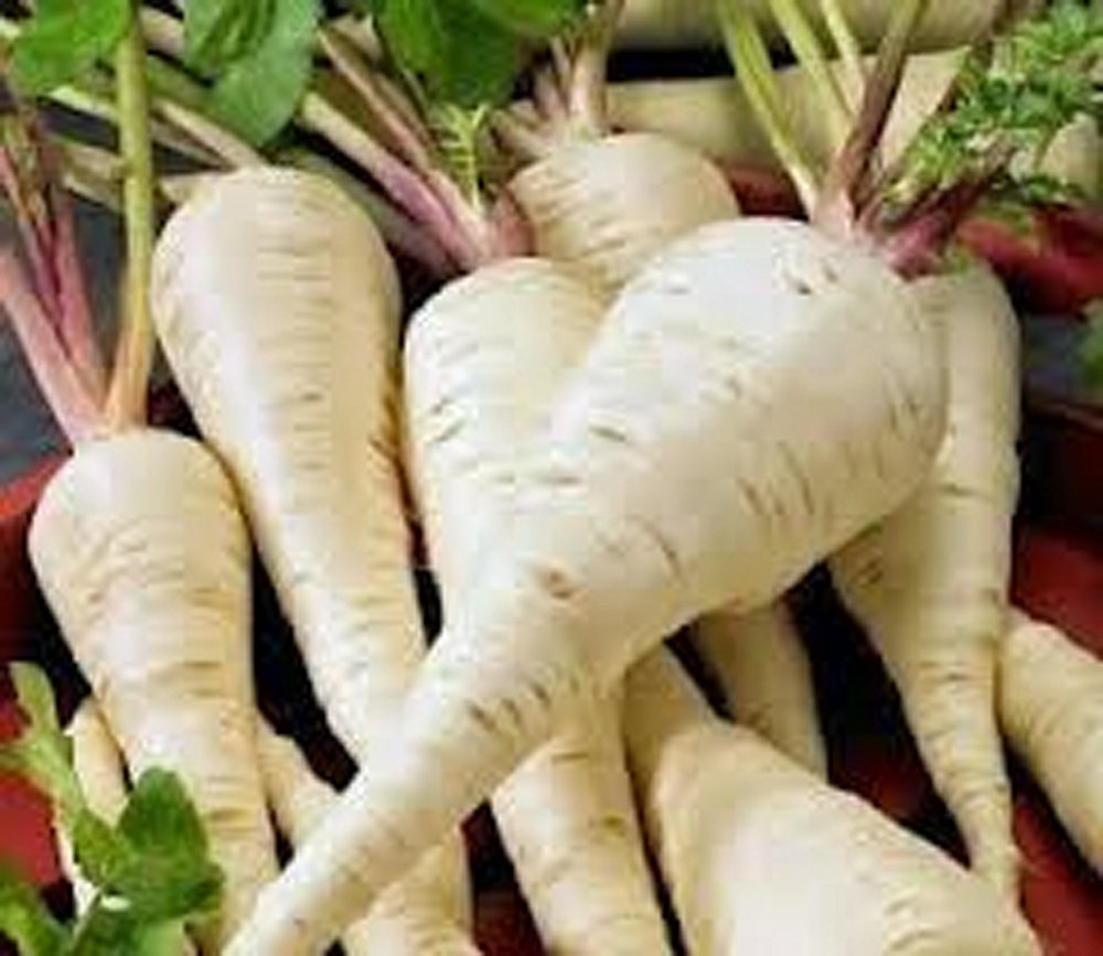 Harris Model Parsnip Heirloom Vegetable Gardens Non Gmo Organic Flower vegetable seeds Home Garden for kitchen garden planting