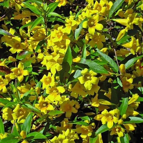 Climbing Gelsemium Sempervirens Flowers Seeds