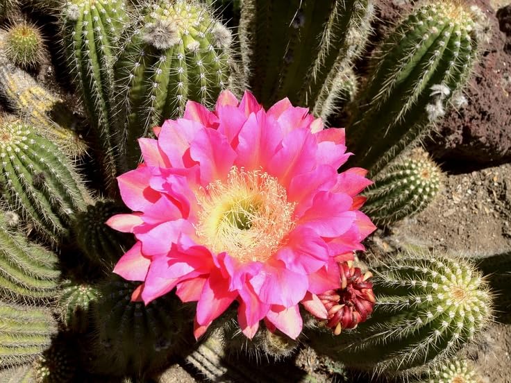 Perennial Giant Cactus Flower Seeds