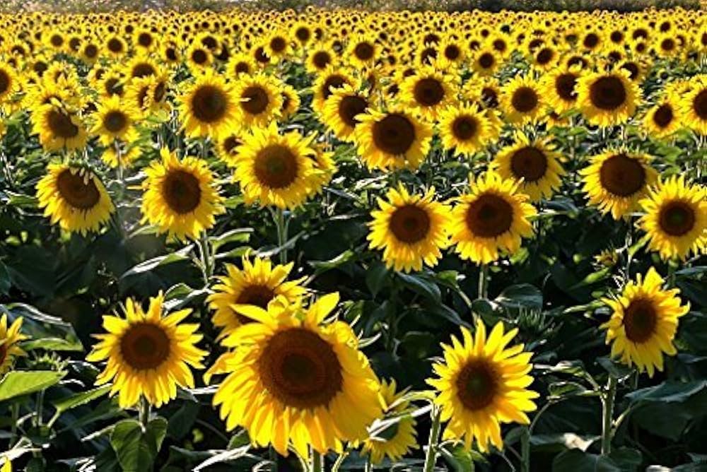 Yellow Sunflower Blossom Helianthus Annuus