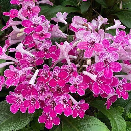 Cleome Flower Seeds