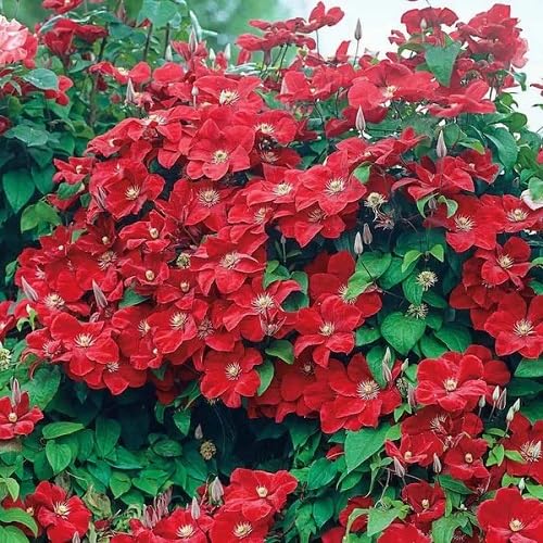 Red Climbing Clematis Flower Seeds