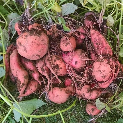 Orange Gaint Sweet Potato vegetable seeds - Heirloom, Organic, Non Gmo Garden Seeds for kitchen garden planting