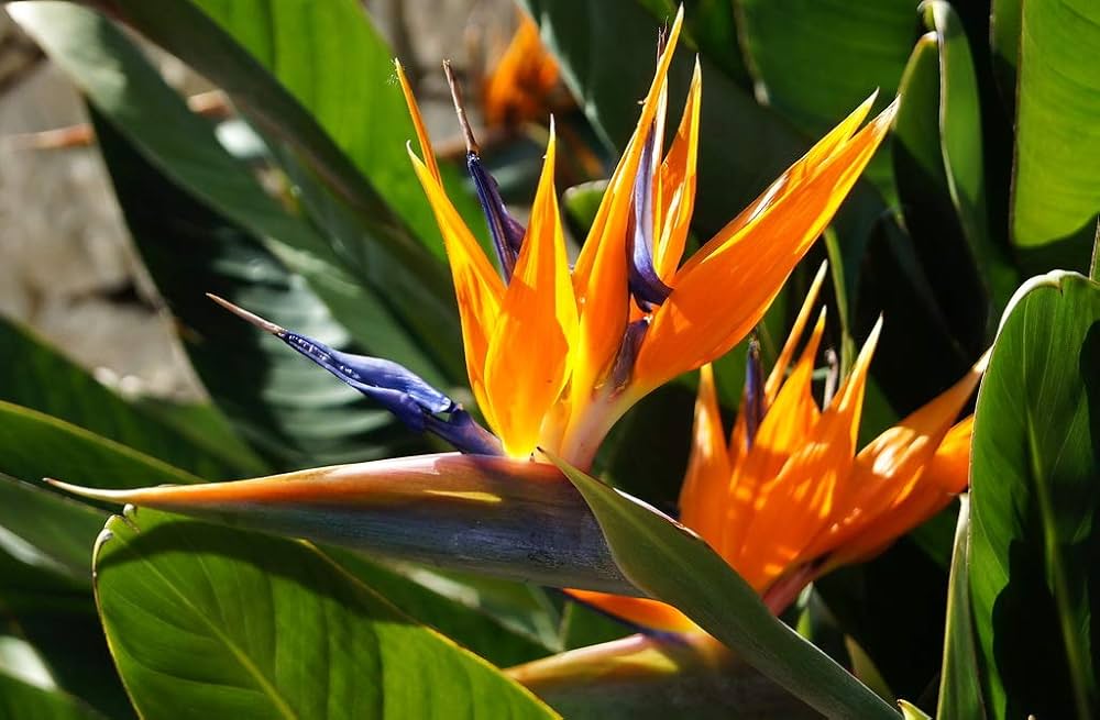 Bird Of Paradise Fruit Seeds