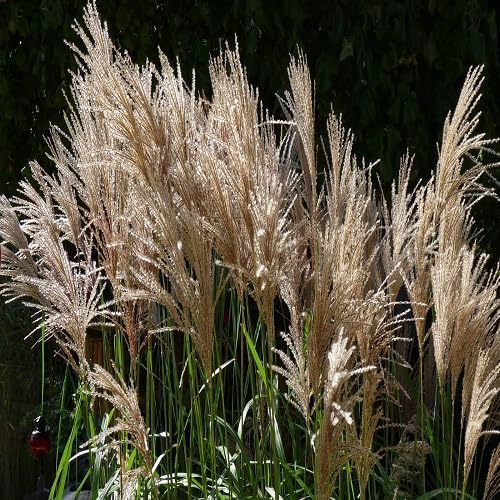 Miscanthus Flower Seeds