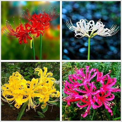 Mixed Lycoris Radiata Flower Seeds