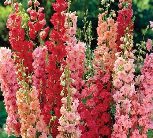 Yellow Matthiola Incana Flower Seeds