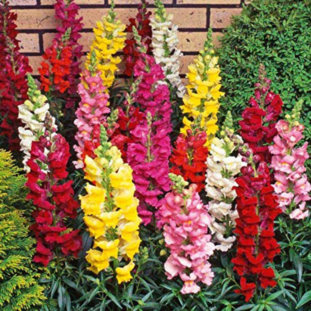 Burpee Flower Packets Including Varieties Flower