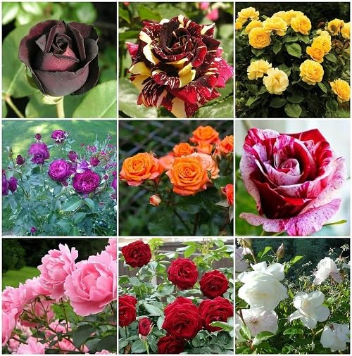 Mixed Rose Flower Seeds
