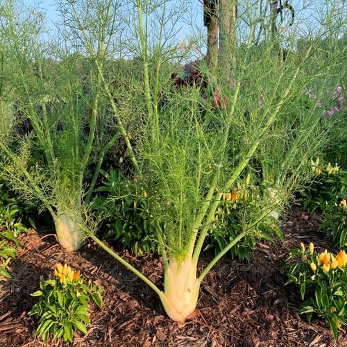 Fennel Plant Seeds Green herb seeds - high germination, backyard growing garden seeds